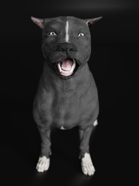 斗牛犬微笑时站在黑色背景3d渲染图片下载