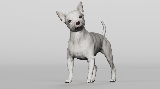 吉娃娃狗站与转头灰色背景3d渲染图片下载