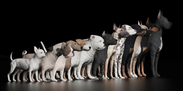 大群狗排成黑色背景3d渲染图片下载