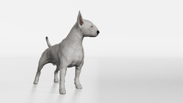 牛头犬看着右边，而站在3d渲染图片下载