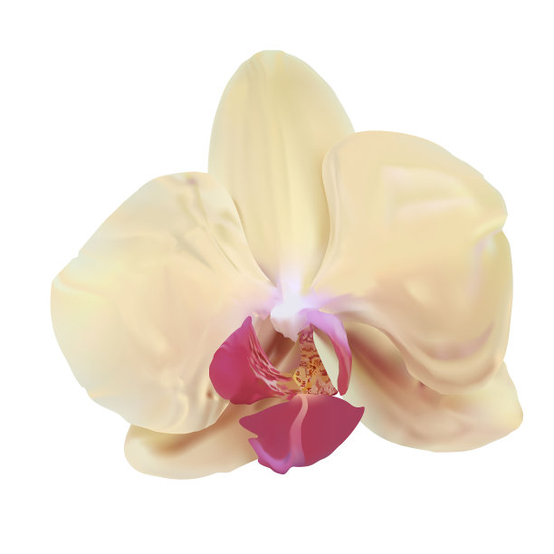 兰花-白色背景上的花。绿色和白色的叶子，粉红色和深红色的中间。图片下载