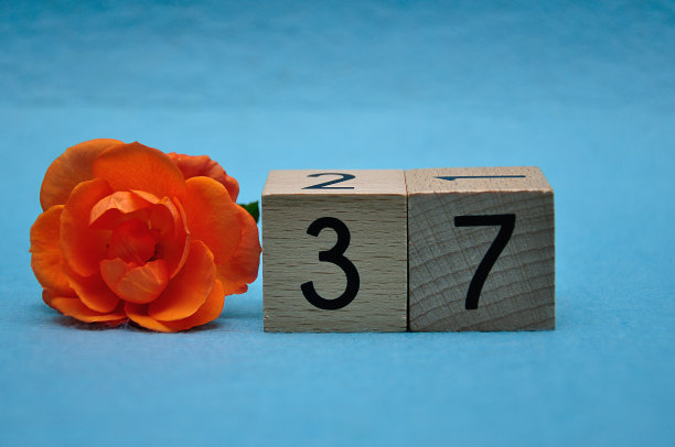 37号，蓝底橙玫瑰图片下载