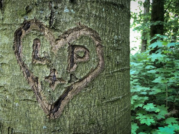 心被树刮伤了图片下载