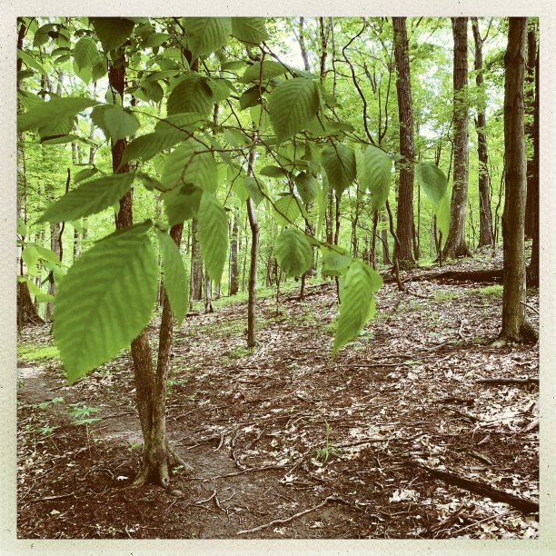 林中小径。图片下载