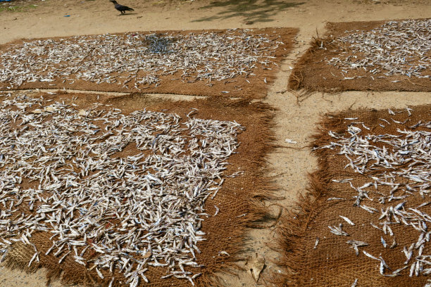 在印度南部喀拉拉邦Kollam的印度海滩街头渔民海鲜市场/路边的露天渔网上晾晒凤尾鱼的图片，印度渔业的照片，可供食用的腌制食品图片下载