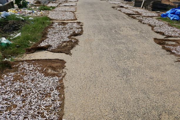 在印度南部喀拉拉邦Kollam的印度海滩街头渔民海鲜市场/路边的露天渔网上晾晒凤尾鱼的图片，印度渔业的照片，可供食用的腌制食品图片下载