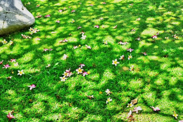 绿色的草和花图片下载