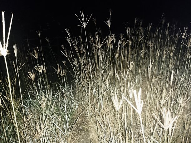 格拉斯图片下载