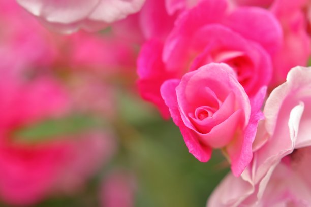 粉红色的玫瑰花图片下载