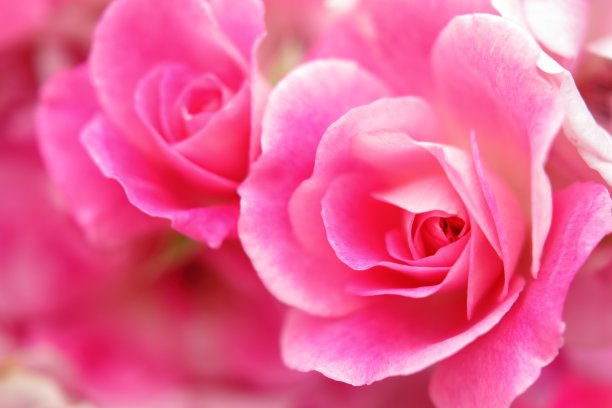 粉红色的玫瑰花图片下载