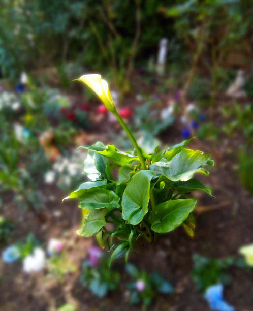 马蹄莲集中图片下载