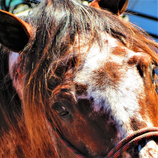一匹马的肖像。图片下载