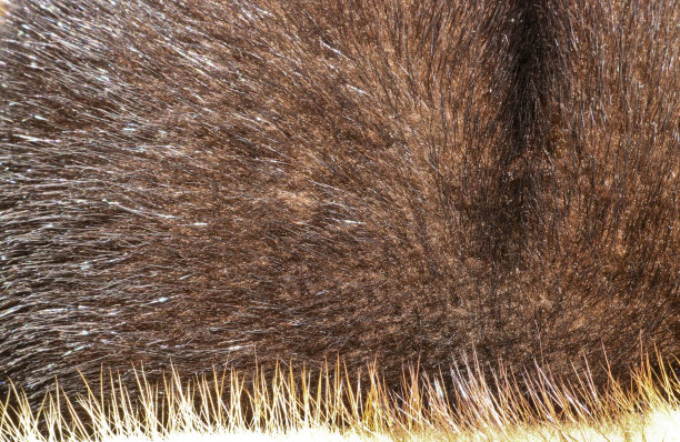 欧洲水貂天然毛皮的质地。棕色的皮毛。图片下载