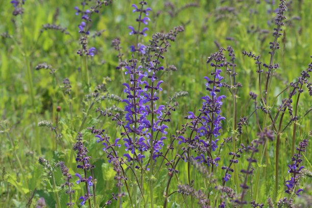 美丽的草地上的花。开花草地鼠尾草，草地鼠尾草图片下载