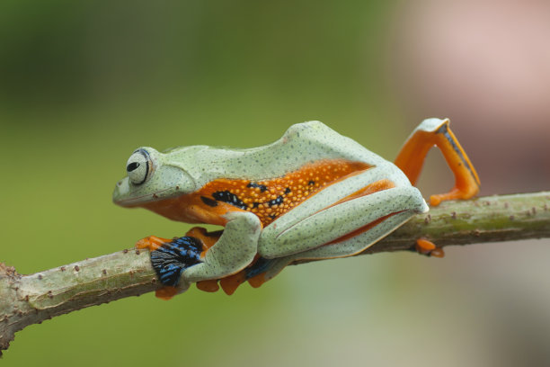 绿色森林树蛙挂在树枝上的微距特写图片下载