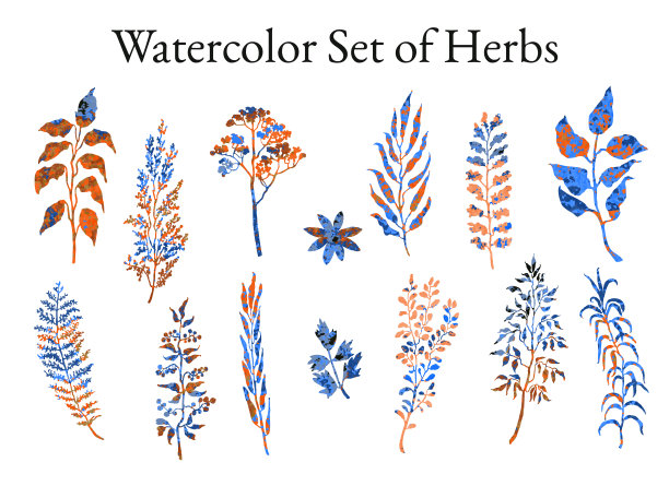 插图集草药，植物和花卉草图图片下载