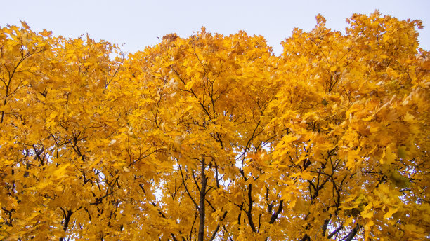 明亮的黄色和橙色的秋天枫叶在树上对抗着天空。水平彩色照片为背景，横幅。股票的照片。图片下载