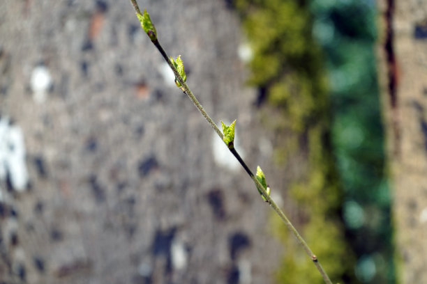 树叶在春天发芽图片下载