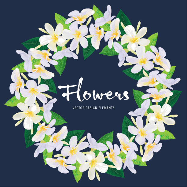 美丽的鸡蛋花与叶子的背景模板。图片下载