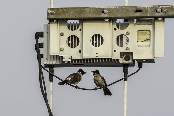 一对鸟儿在电缆上聊天图片下载