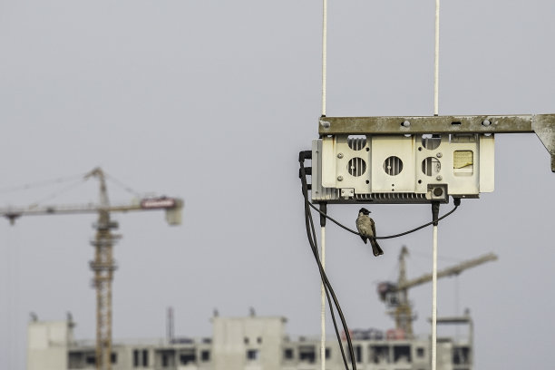 一对鸟儿在电缆上聊天图片下载