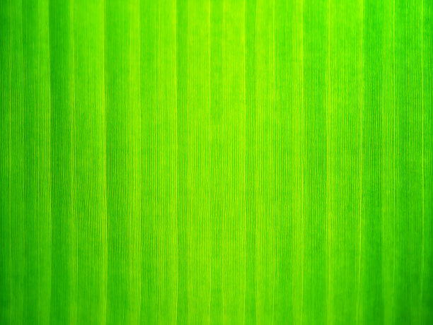 合上绿色的香蕉叶墙纸。图片下载