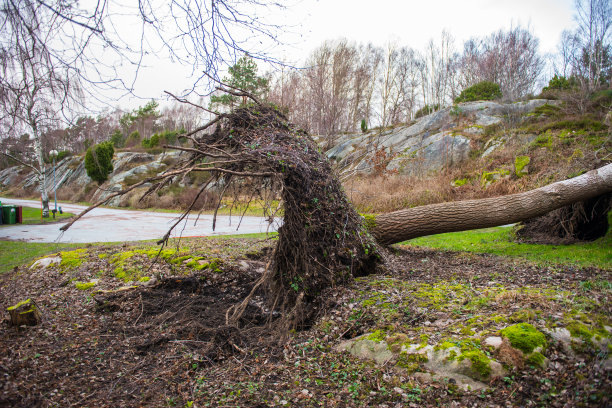 墓地里的一棵树被连根拔起。图片下载
