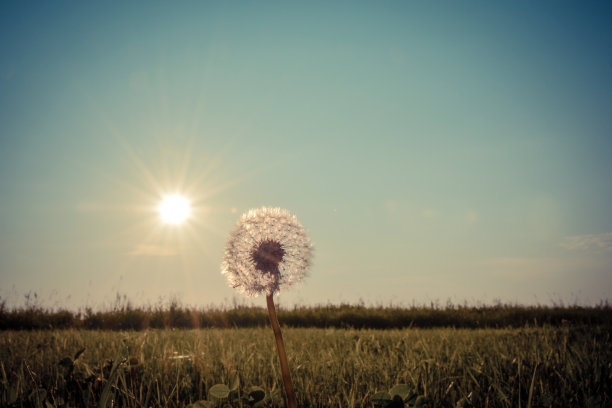 蒲公英种子背光由夕阳图片下载
