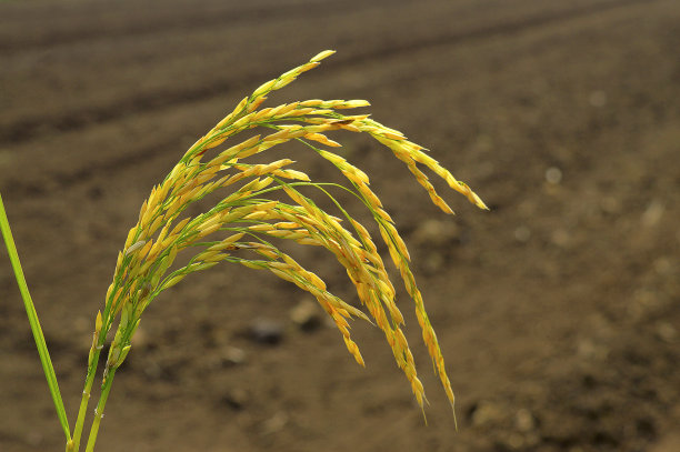 马哈拉施特拉邦浦那Velha附近的金穗水稻图片下载