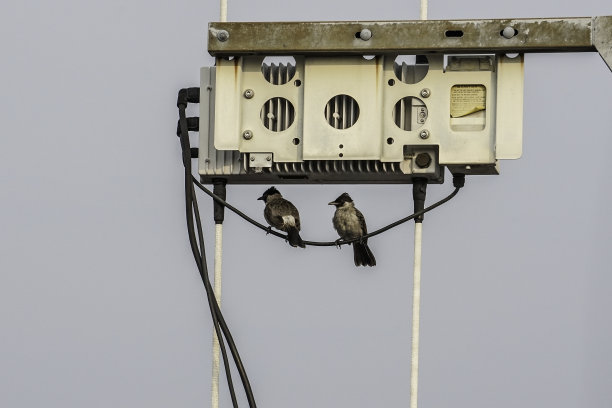 一对鸟儿在电缆上聊天图片下载