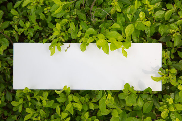 卡片放在草地上图片下载