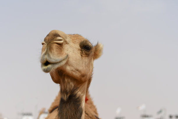 沙特阿拉伯骆驼肖像特写摄影图片下载
