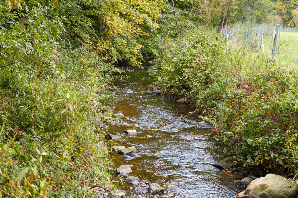 绿色的森林和河流。森林湖。这条河在树林中流过。美丽的自然景色。绿色森林景观照片。森林自然在一个晴朗的日子。德国美丽的自然风光。图片下载
