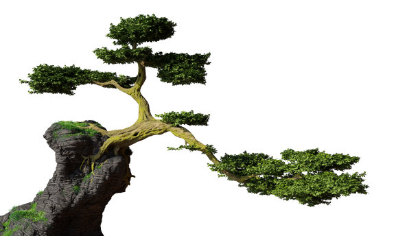 悬崖上的老树，童话般的幻想风格，孤立在白色的背景上图片下载