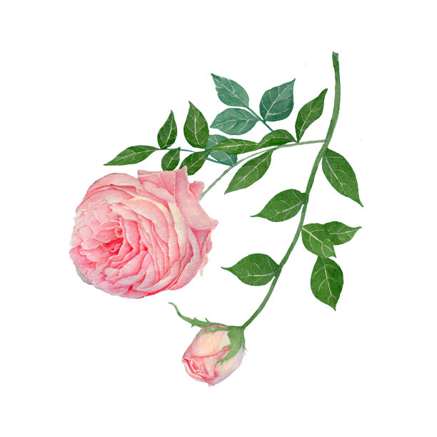 手绘素描和水彩插图。水彩画玫瑰。玫瑰插图孤立在白色背景。图片下载