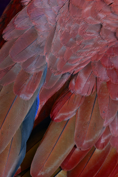 蓝黄金刚鹦鹉图片下载