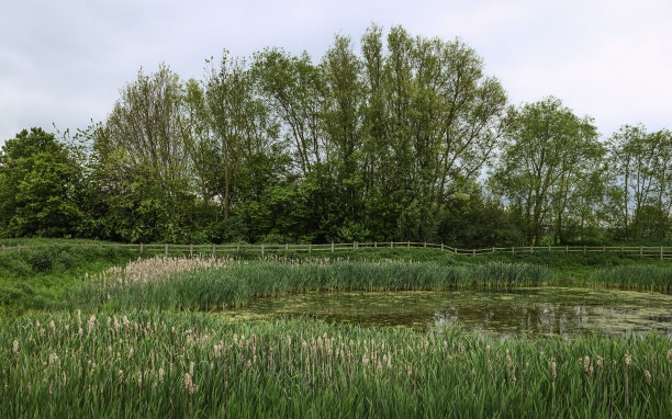 英国约克郡，春天有一个芦苇和树木的池塘的英国乡村。图片下载