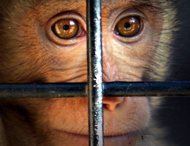 你付钱给花生，就能得到猴子图片下载