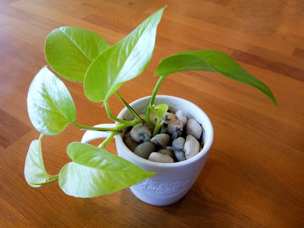 花瓶中的观赏植物图片下载