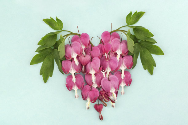 流血的心，流血的心图片下载