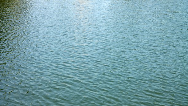 在城市公园池塘的水面上泛起涟漪图片下载