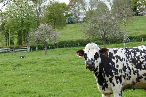 牛在诺曼底图片下载
