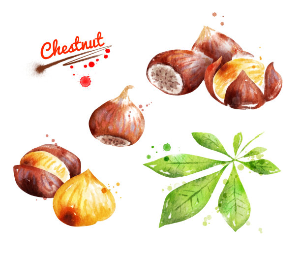 栗色水彩插图素材图片
