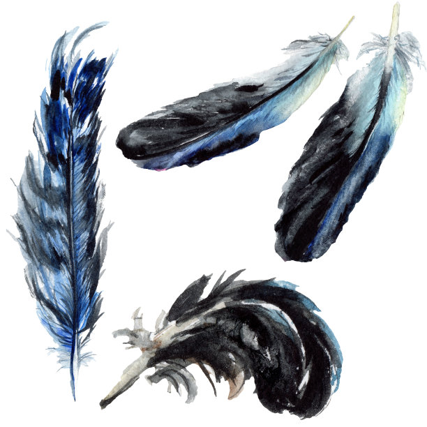 蓝色黑色鸟羽毛从翅膀孤立。水彩背景设置。孤立的羽毛插图元素。图片下载