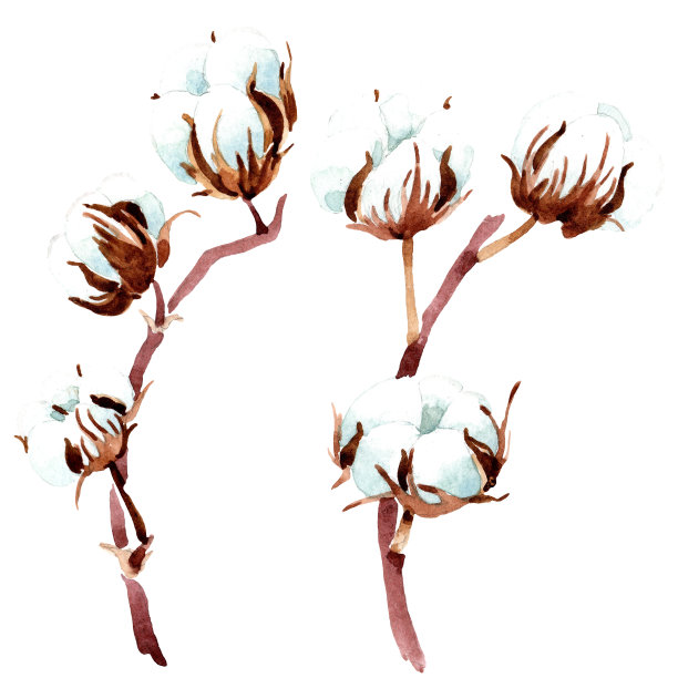棉花花卉植物的花。水彩背景插图集。孤立的棉花插图元素。图片下载