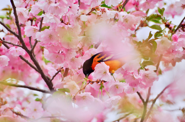 春天的樱花图片下载