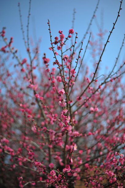 樱花是日本的传统花卉，在夏季非常美丽图片下载