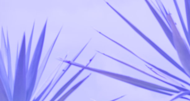 棕榈叶80年代紫色的背景图片下载