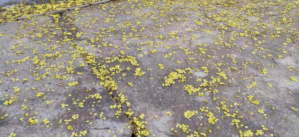 Gulmohar花在地上图片下载