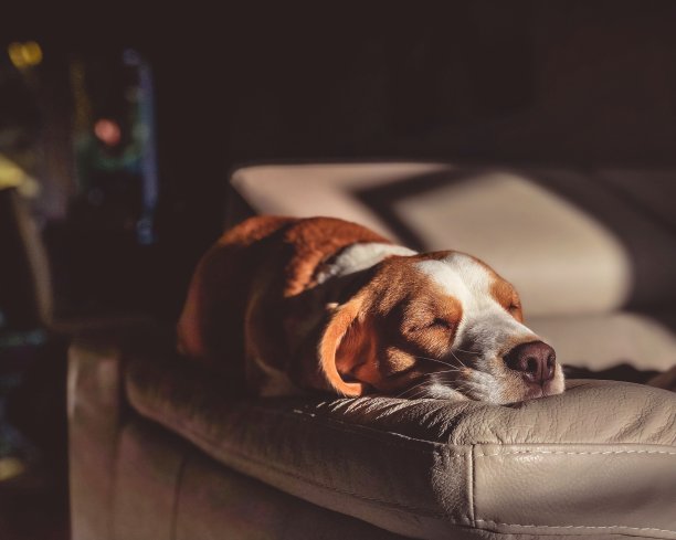 柠檬和白色小猎犬在睡觉图片下载